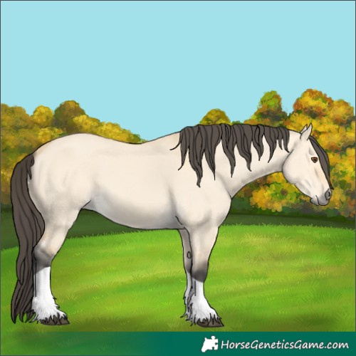 Horse Color:Buckskin Dun Tobiano