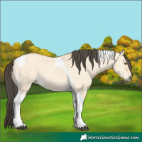 Horse Color:Buckskin Dun Tobiano