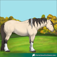 Horse Color:Buckskin Dun Tobiano 