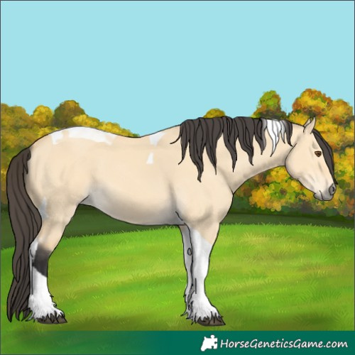 Horse Color:Buckskin Dun Tobiano