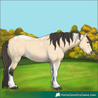 Horse Color:Buckskin Dun Tobiano