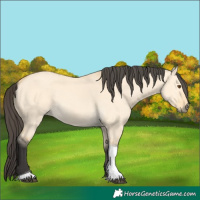 Horse Color:Buckskin Dun Tobiano