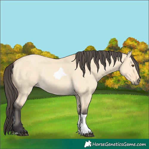 Horse Color:Buckskin Dun Tobiano