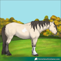 Horse Color:Buckskin Dun Tobiano 