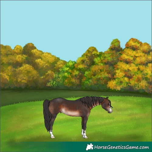 Horse Color:Brown 