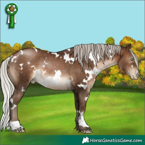 Horse Color:Gray White Spotted Silver Brown Pearl Rabicano 