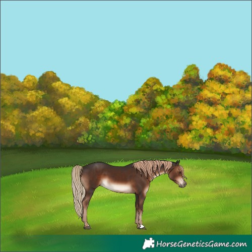 Horse Color:Liver Chestnut 