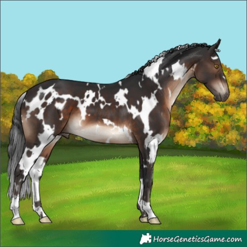 Horse Color:White Spotted Brown 