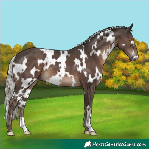 Horse Color:White Spotted Silver Black 