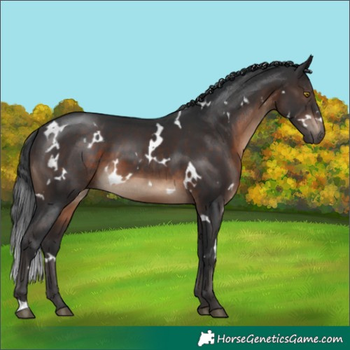 Horse Color:White Spotted Brown