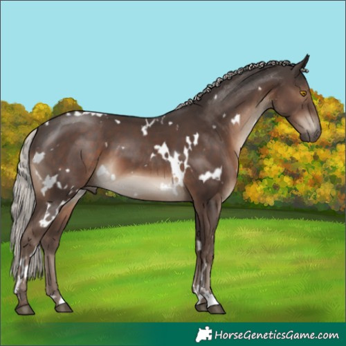 Horse Color:White Spotted Silver Black 