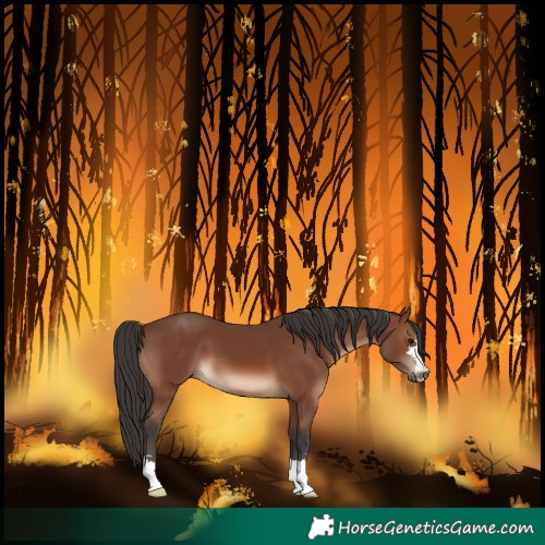 Horse Color:Brown