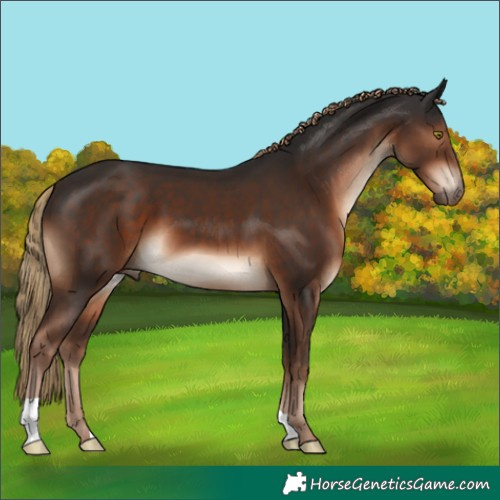 Horse Color:Liver Chestnut