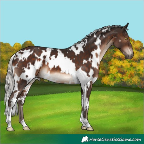 Horse Color:White Spotted Silver Brown