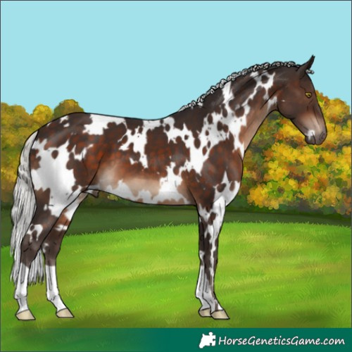 Horse Color:White Spotted Silver Brown 