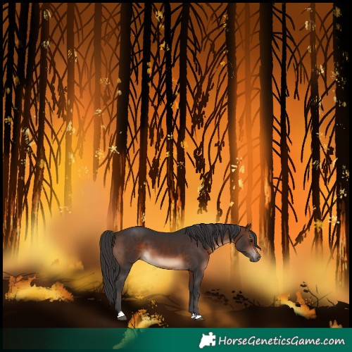 Horse Color:Brown 