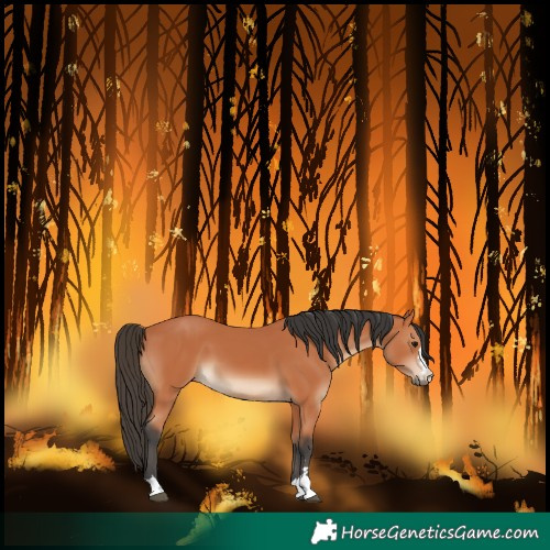 Horse Color:Bay 