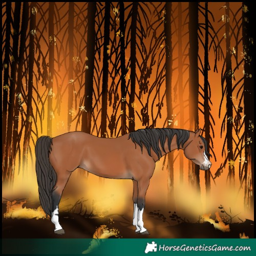 Horse Color:Bay 