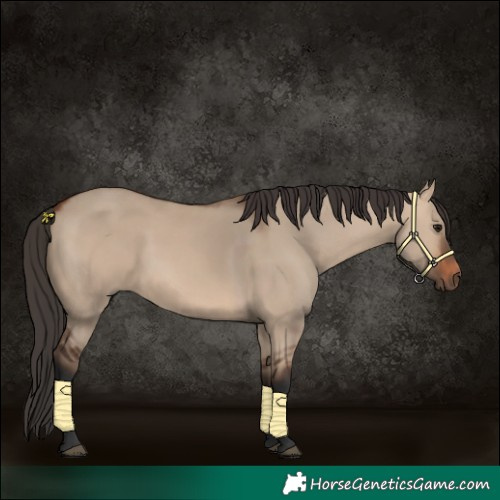 Horse Color:Bay Dun