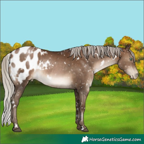 Horse Color:Gray White Spotted Silver Brown Pearl Appaloosa Rabicano