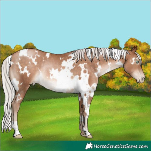 Horse Color:White Spotted Silver Brown Pearl Rabicano 