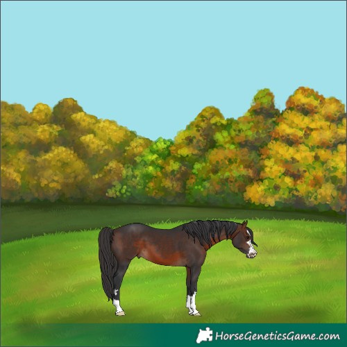 Horse Color:Brown 