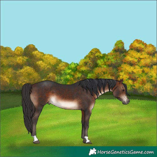 Horse Color:Brown