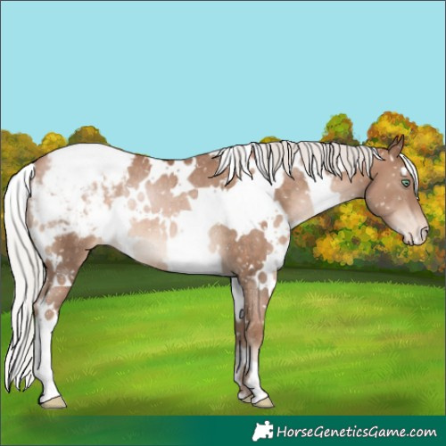 Horse Color:White Spotted Silver Brown Pearl Appaloosa Rabicano 