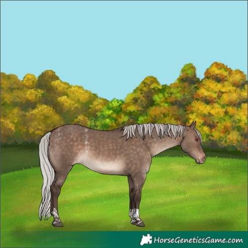 Horse Color:Powder White Silver Brown Dun Mushroom Tobiano Skewed LP Spotted