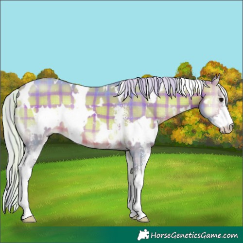 Horse Color:Watercolor Plaid White Spotted Silver Brown Onyx Sabino