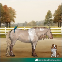 Horse Color:White Spotted Liver Red Dun Skewed Appaloosa 