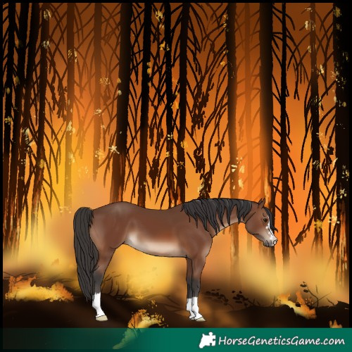 Horse Color:Brown 