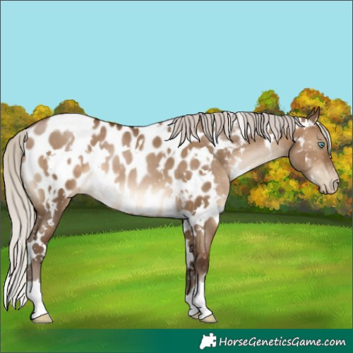 Horse Color:Gray White Spotted Silver Brown Pearl Dun Appaloosa