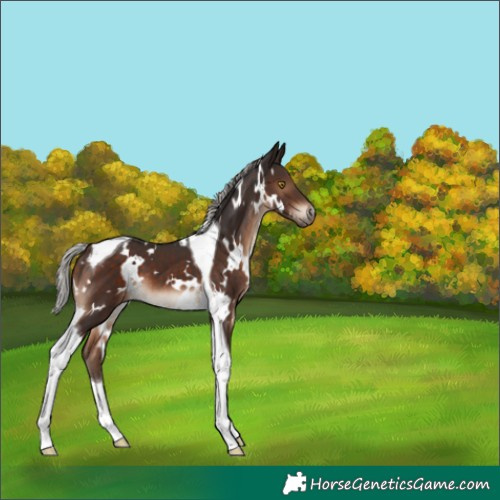 Horse Color:White Spotted Silver Brown Tobiano