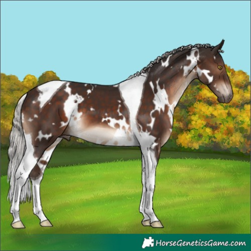 Horse Color:White Spotted Silver Brown Tobiano 