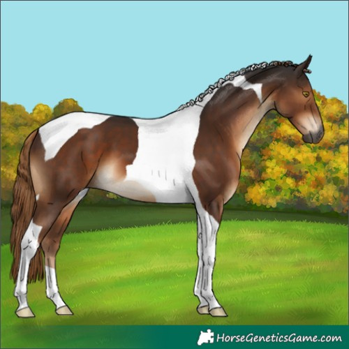 Horse Color:Gray Liver Chestnut Tobiano 