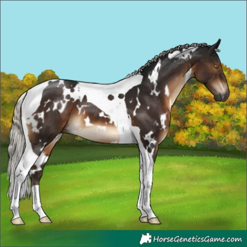 Horse Color:Gray White Spotted Silver Brown Tobiano 