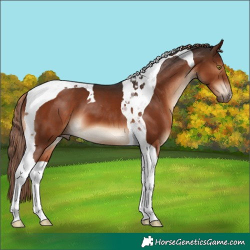 Horse Color:Liver Chestnut Tobiano 