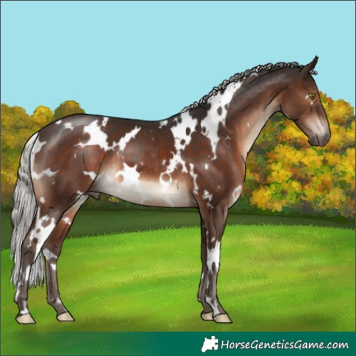 Horse Color:White Spotted Silver Brown