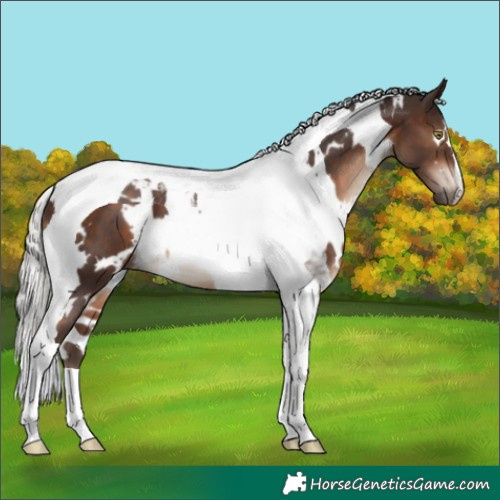 Horse Color:White Spotted Silver Brown Tobiano