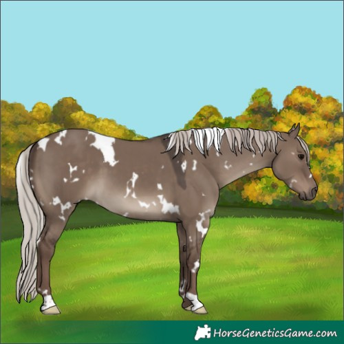 Horse Color:White Spotted Silver Grullo