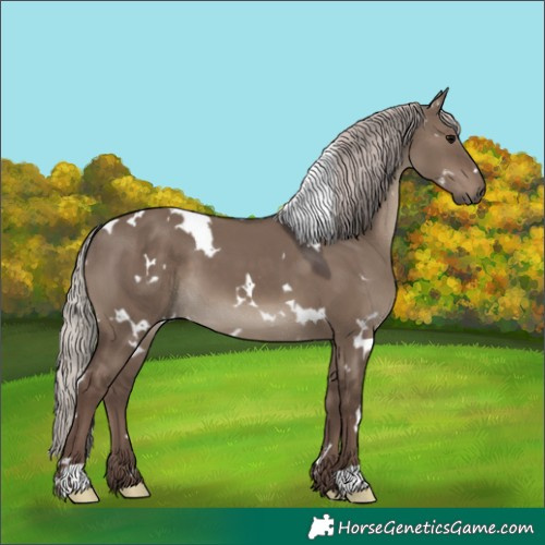 Horse Color:White Spotted Silver Grullo 