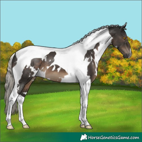 Horse Color:Gray White Spotted Silver Black Tobiano 