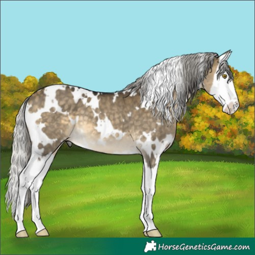 Horse Color:White Spotted Silver Buckskin Dun Splash 