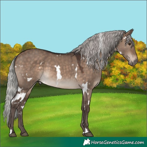 Horse Color:White Spotted Silver Brown Dun 