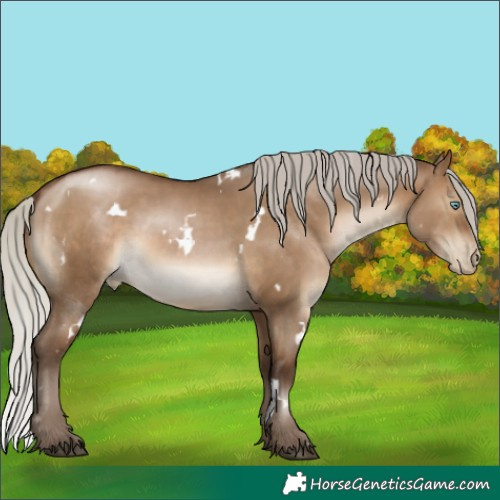 Horse Color:Gray White Spotted Silver Brown Pearl Dun Rabicano
