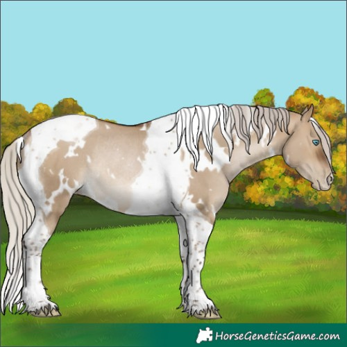 Horse Color:Gray White Spotted Silver Brown Pearl Dun Tobiano Rabicano 