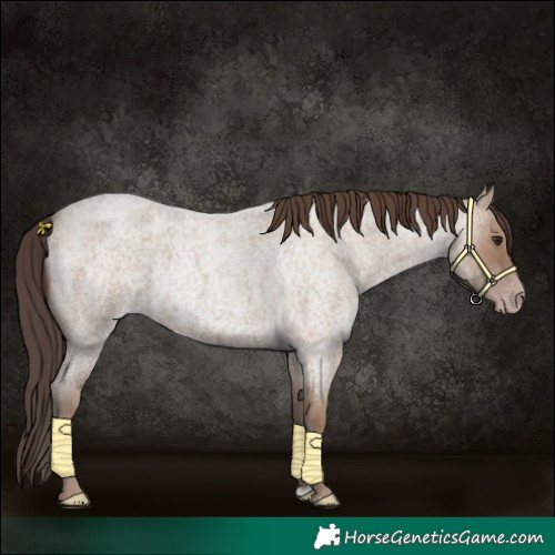 Horse Color:Classic Champagne Roan 