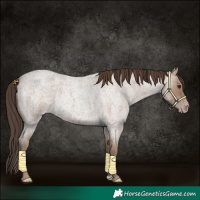 Horse Color:Classic Champagne Roan