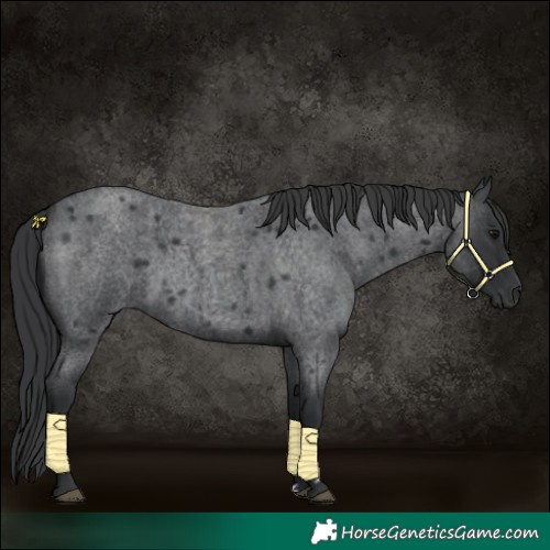 Horse Color:Blue Roan 